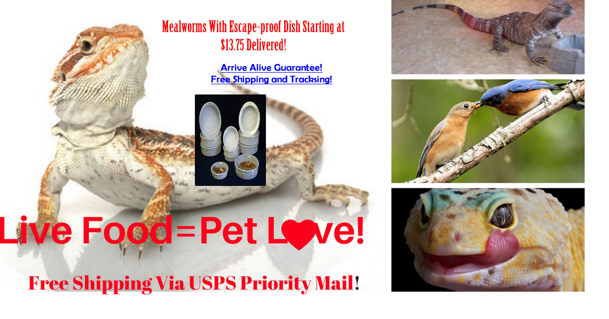 Feeder and Pet Insects at great prices!