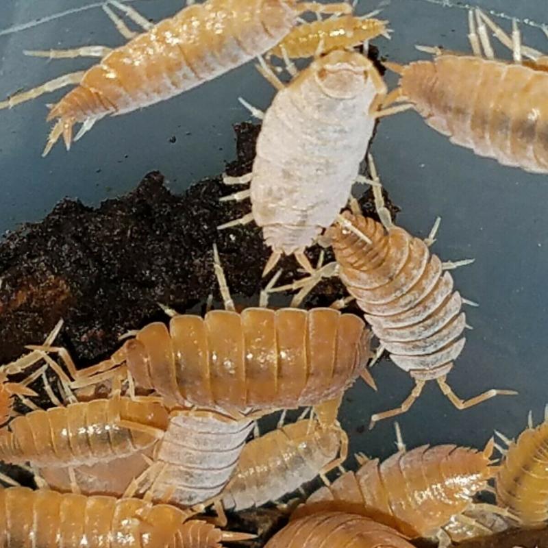 POWDERY BLUE AND POWDERY ORANGE ISOPODS, FREE SHIPPING!  20 OF EACH in 2 CUPS