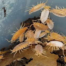 POWDERY BLUE AND POWDERY ORANGE ISOPODS, FREE SHIPPING!  20 OF EACH in 2 CUPS