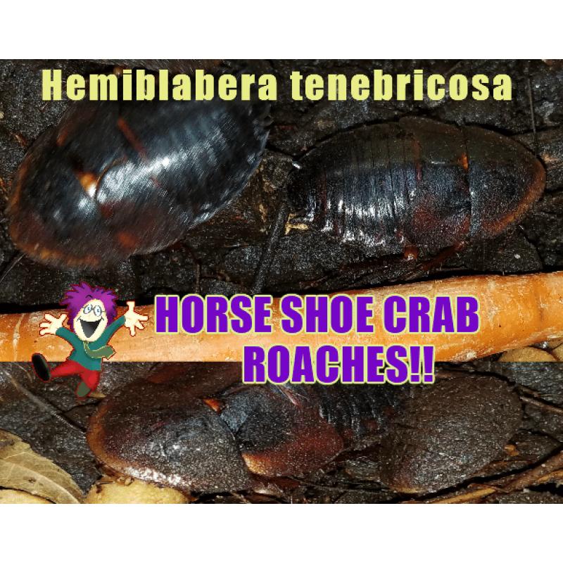 HORSESHOE CRAB ROACHES, 15 ROACHES FREE SHIPPING!