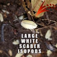 12 WHITE PORCELLIO SCABER ISOPODS!  FREE SHIPPING!