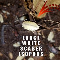 12 WHITE PORCELLIO SCABER ISOPODS!  FREE SHIPPING!
