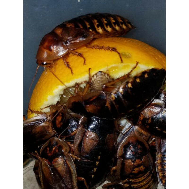 Roach Special 4 Types Of Meaty Roaches For One Low Price