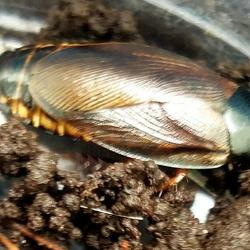 50 Surinam Roaches, Pycnoscelus surinamensis.  Free shipping!