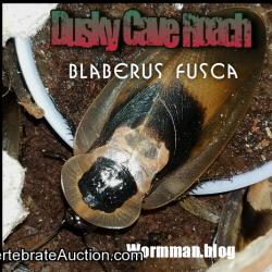 DUSKY CAVE ROACH  BLABERUS FUSCA  12 ROACHES FREE PRIORITY SHIPPING!